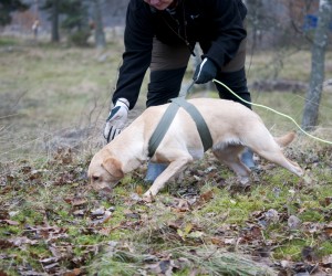 Viltspårbok