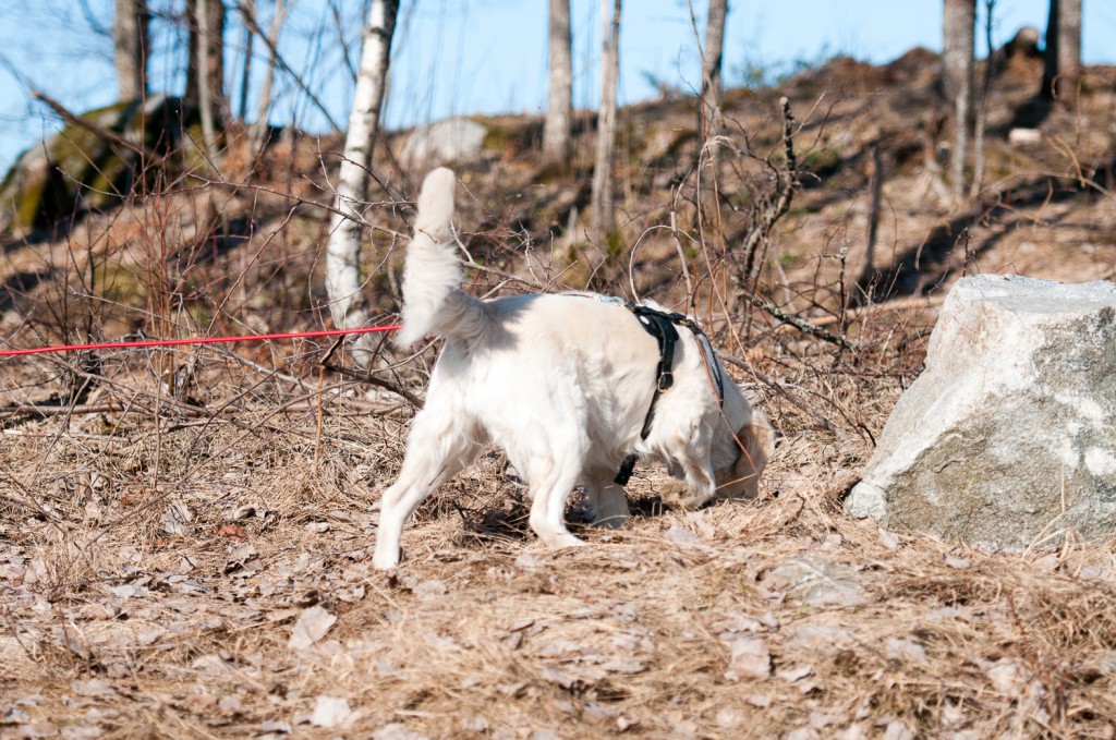 Starta på viltspårprov